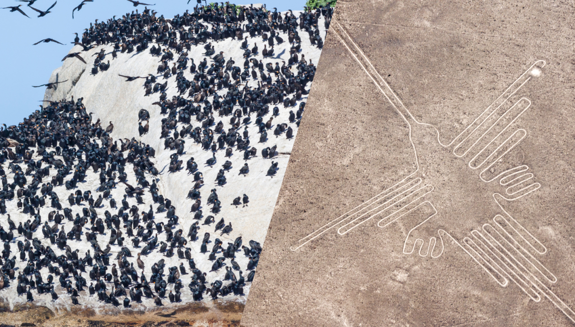 Islas Ballestas – Líneas de Nasca